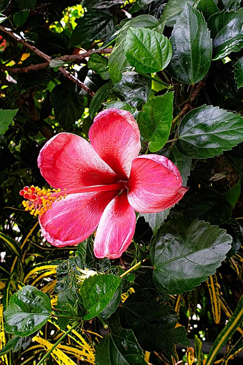 Hibiskus im Garten