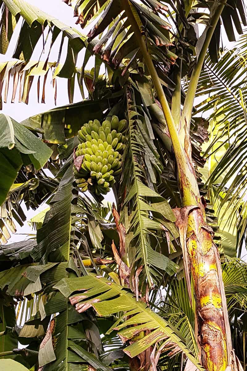 Bananen im Garten