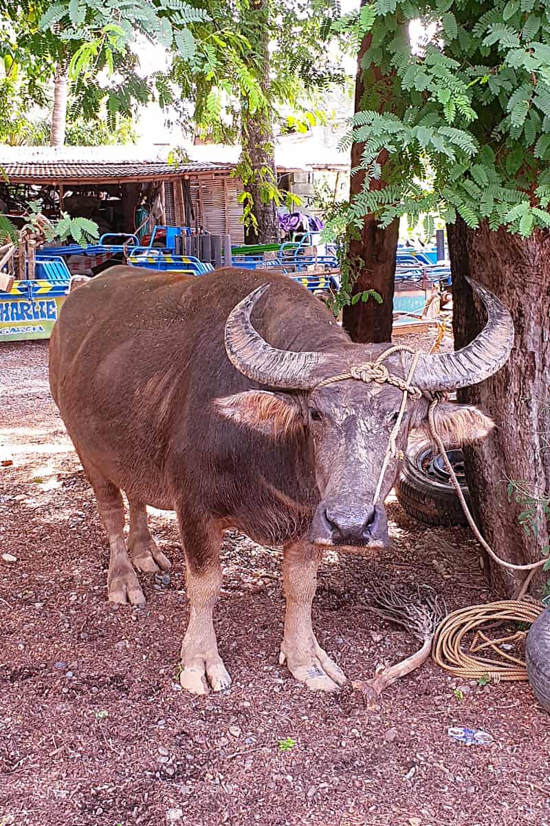 Carabao (Filipino: kalabaw)